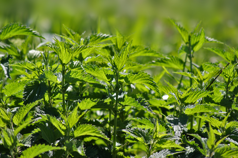 Grow a Living Privacy Wall With the Help of Tall-Potted Plant Favorites