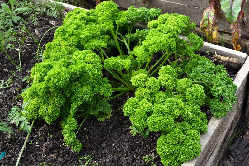 landscape design garden