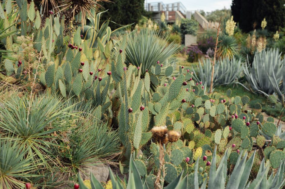 A desert-style garden scene featuring a dense cluster of prickly pear cacti with green, flat, oval-shaped pads, some bearing clusters of small, round, dark red fruit. Surrounding the cacti are various