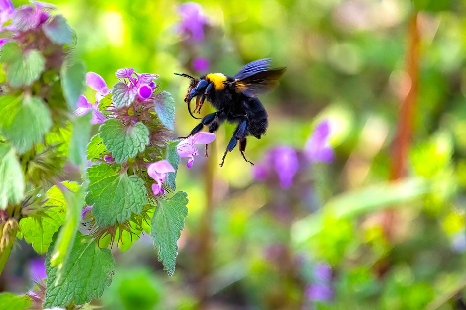 A close-up image of a bumblebee with a black and yellow body, captured mid-flight as it approaches a cluster of small, violet-purple flowers on a green leafy plant. The plant features textured, serrat